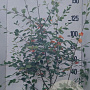 Amelanchier lamarckii 175-200 cm 20L