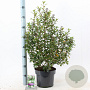 Escallonia 'Iveyi' 40-50 cm 5,0L