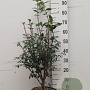 Euonymus alatus 60-80 cm 10L