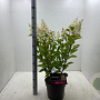 Hydrangea pan. Pinky Winky 50-60 cm 7,5L