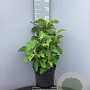 Hydrangea querc. Snow Queen 50-60 cm 7,5L