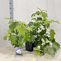 Hydrangea querc. Snow Queen 50-60 cm 7,5L