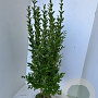 Ligustrum ovalifolium 125-150 cm met kluit