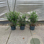 Osmanthus burkwoodii 40-60 cm 7,5L