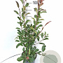 Photinia fraseri 'Red Robin' 80-100 cm 7,5L