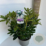 Rhododendron 'Madame Masson' 30-40 cm 5,0L