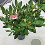 Rhododendron 'Nova Zembla' 40-50 cm 5,0L