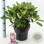Rhododendron (Y) 'Percy Wiseman' 30-40 cm 5,0L