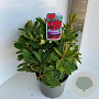 Rhododendron 'Red Jack' 30-40 cm 5,0L