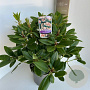 Rhododendron 'Virginia Richards' 30-40 cm 5,0L