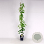 Wisteria sinensis 'Alba' 150-175 cm 5,0L