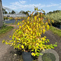 Cornus sang. 'Midwinter Fire' 60-80 cm 10L