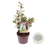 Elaeagnus ebbingei 30-40 cm 3,0L