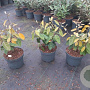 Elaeagnus ebbingei 30-40 cm 3,0L