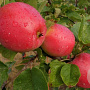 Malus d. 'Harry Master's Jersey' GM 7,5L