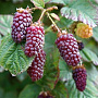 Rubus '' Thornless Tayberry' GM C3