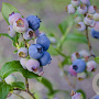 Vaccinium c. 'Darrow' GM C3