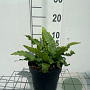 Asplenium scolopendrium GM 2,0L