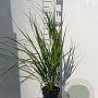 Calamagrostis acut. 'Karl Foerster' GM 2,0L