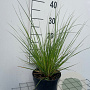 Cortaderia s. 'Pumila' GM 2,0L