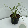 Cortaderia s. 'Rosea' GM 2,0L