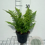 Dryopteris filix-mas GM 2,0L