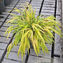 Hakonechloa macra 'All Gold' GM 2,0L