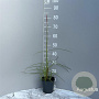 Miscanthus sin. 'Ferner Osten' GM 2,0L
