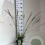 Molinia caerulea 'Moorhexe' GM 2,0L