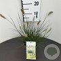 Pennisetum al. 'Little Bunny' GM 2,0L
