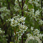 Amelanchier alnifolia 'Honeywood' GM 1,7L