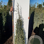 Juniperus comm. 'Hibernica' 100-125 cm met kluit