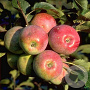 Malus domestica 'Florina' GM 11L