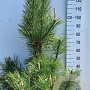 Pinus nigra nigra 100-125 cm 20L