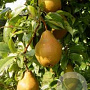 Pyrus communis 'Winterrietpeer' GM 11L