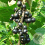 Ribes nigrum 'Ojebyn' GM 1,7L