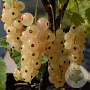 Ribes rubrum 'Zitavia' GM 1,7L