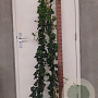 Hedera hibernica 150-175 cm 3,0L