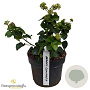Hedera hib. 'Arbori Compact' 20-25 cm 3,0L