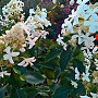 Hydrangea pan. 'Levana' 10-15 cm 2,5L