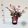 Loropetalum c. 'Fire Dance' 25-30 cm C1.5