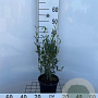 Phillyrea angustifolia 30-40 cm 3,0L
