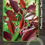 Photinia fraseri 'Red Robin' 40-50 cm 3,0L