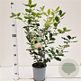 Quercus ilex 40-60 cm 3,0L
