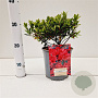 Rhododendron (AJ) Geisha Red 20-30 cm 2,5L