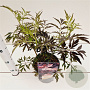 Sambucus nigra Black Lace 30-40 cm 2,5L