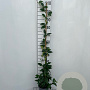 Trachelospermum jasminoides 100-125 cm 2,5L met stok