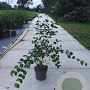 Cornus mas 100-125 cm 10L