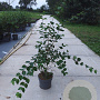 Cornus mas 100-125 cm 10L