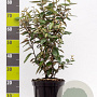 Elaeagnus ebbingei 60-80 cm 7,5L